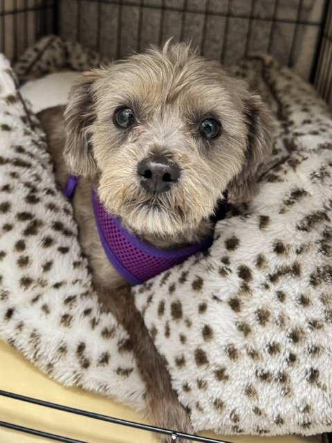 BRUNO - Shih Tzu / Poodle (Toy) for adoption in Lancaster