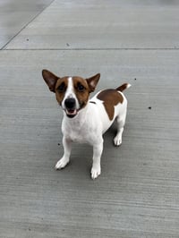 Milo - Photo 1