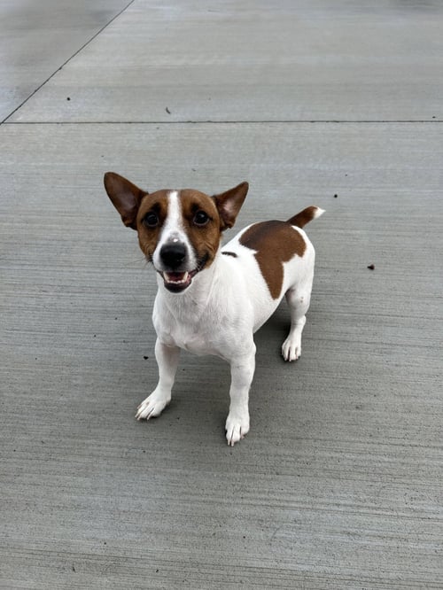 MILO - Jack Russell Terrier for adoption in Lancaster