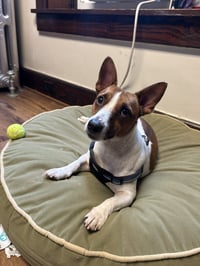 Milo - Photo 4