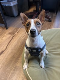 Milo - Photo 3