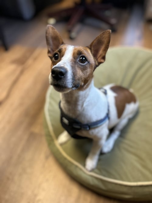 MILO - Jack Russell Terrier available for adoption