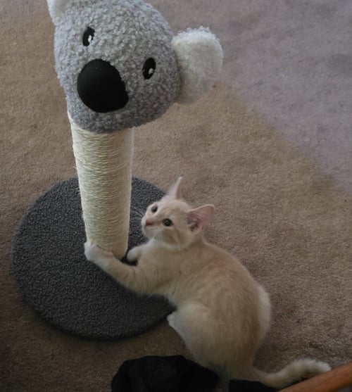 FRIDAY - Domestic Short Hair available for adoption