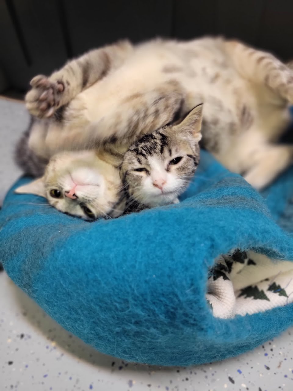 ARSENIO - Domestic Short Hair available for adoption