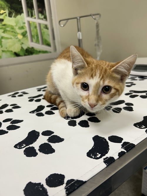 BUFFY - Domestic Short Hair for adoption in Lancaster