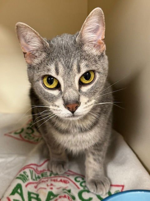 LIAM - Domestic Short Hair available for adoption