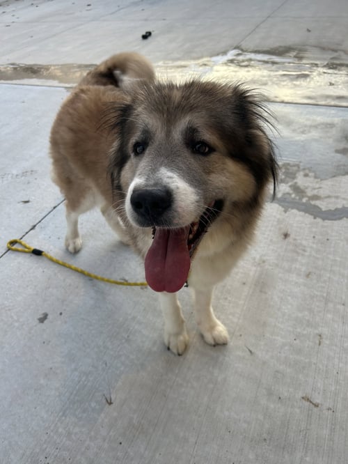 POPTART - Great Pyrenees for adoption in Lancaster