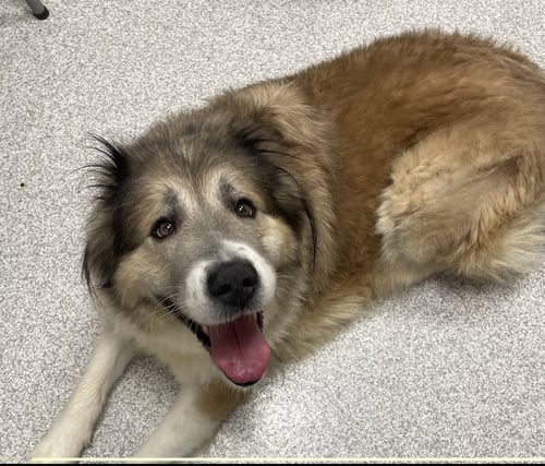 POPTART - Great Pyrenees available for adoption