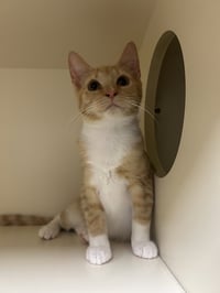 Trooper - Photo 1