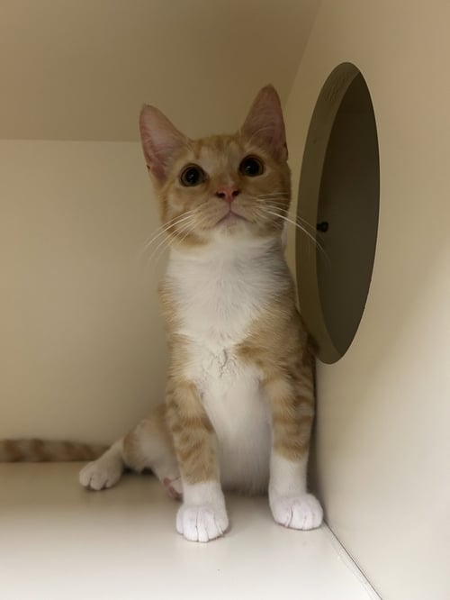 TROOPER - Domestic Short Hair for adoption in Lancaster