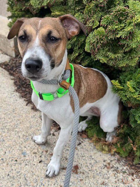 ANGEL - Jack Russell Terrier for adoption in Lancaster