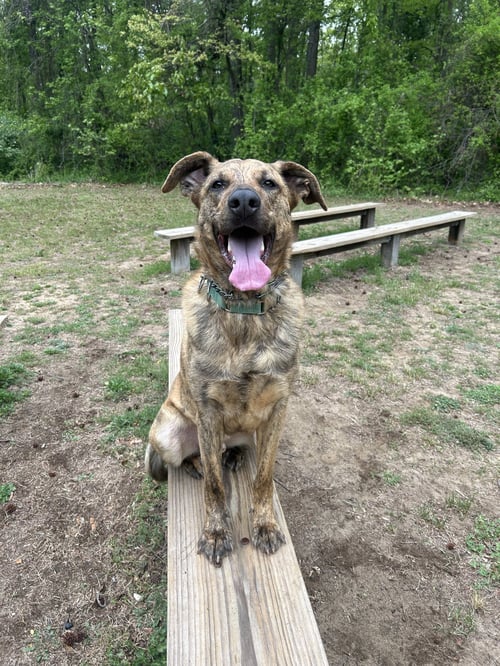 BRUNO MAN - German Shepherd Dog for adoption in Lancaster