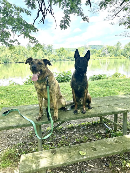 BRUNO MAN - German Shepherd Dog available for adoption