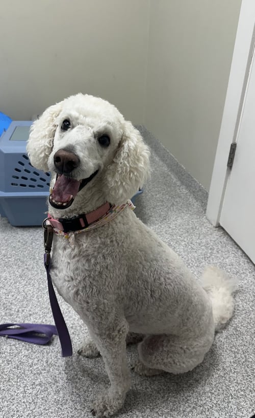 LUNA - Golden Retriever / Poodle (Standard) available for adoption