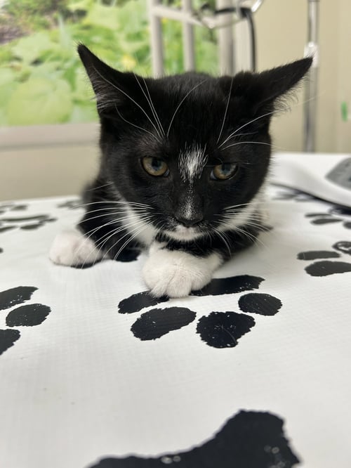 MURDOC - Domestic Short Hair available for adoption