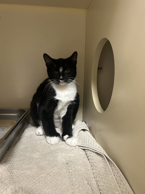 MURDOC - Domestic Short Hair for adoption in Lancaster