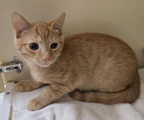 RUSTY - Domestic Short Hair for adoption in Lancaster