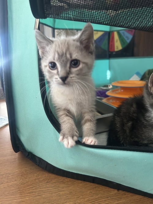 MARIE - Domestic Short Hair available for adoption