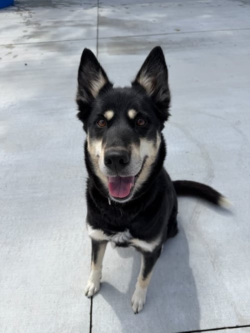 RAYA - English Shepherd for adoption in Lancaster