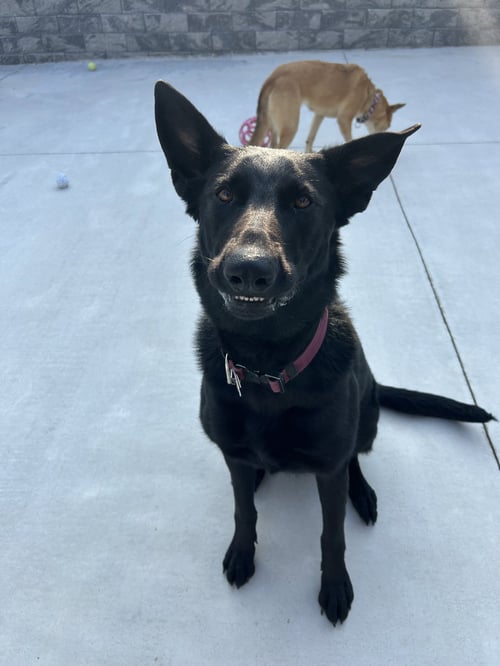 STORMIE - German Shepherd Dog available for adoption
