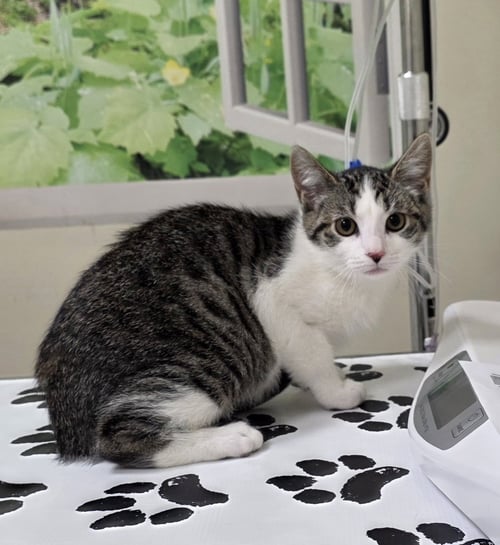 JASMINE - Domestic Short Hair available for adoption