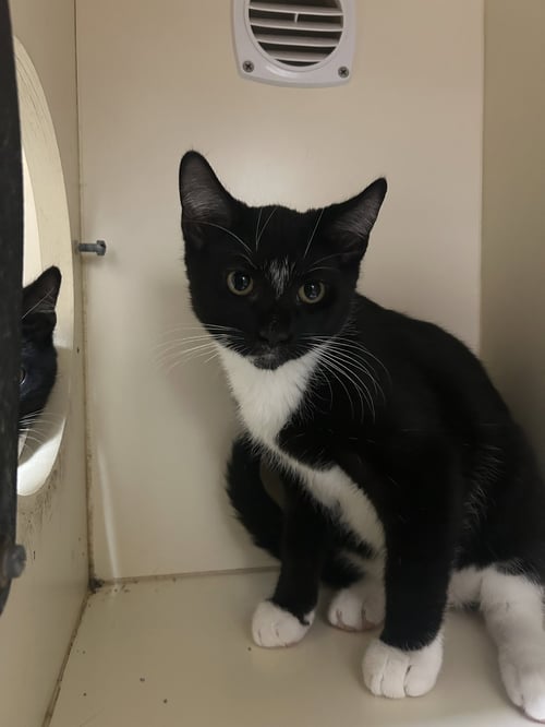 MAJOR - Domestic Short Hair for adoption in Lancaster