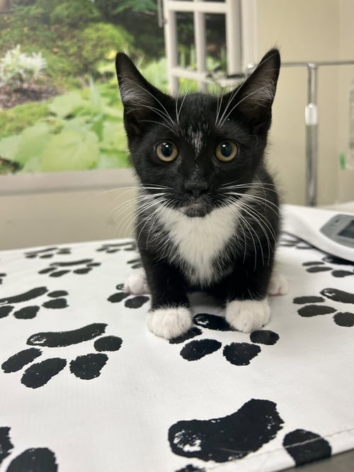 MAJOR - Domestic Short Hair available for adoption