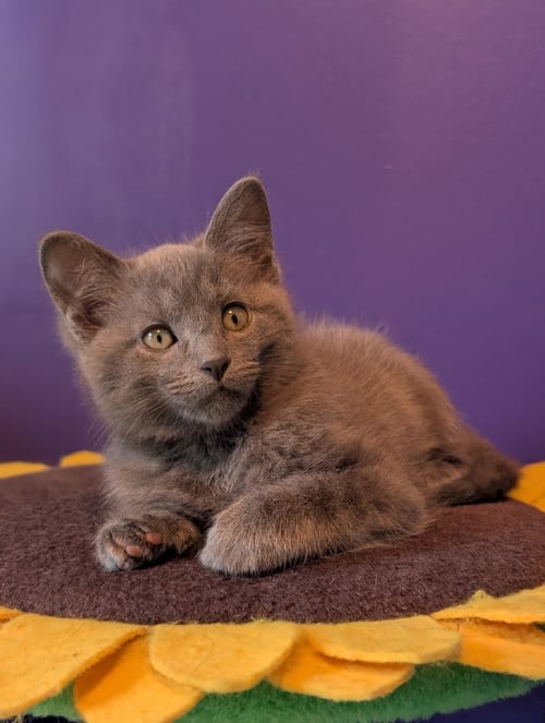 RAPIDS - Domestic Short Hair for adoption in Lancaster
