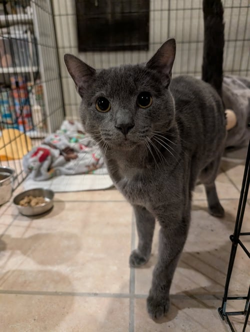 MONGOO - Domestic Short Hair for adoption in Lancaster