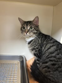 Mittens - Photo 1