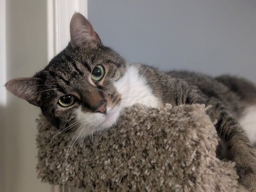GROVER - Domestic Short Hair available for adoption