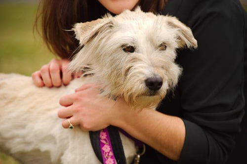 SNICKERS - Golden Retriever / Poodle (unknown type) available for adoption