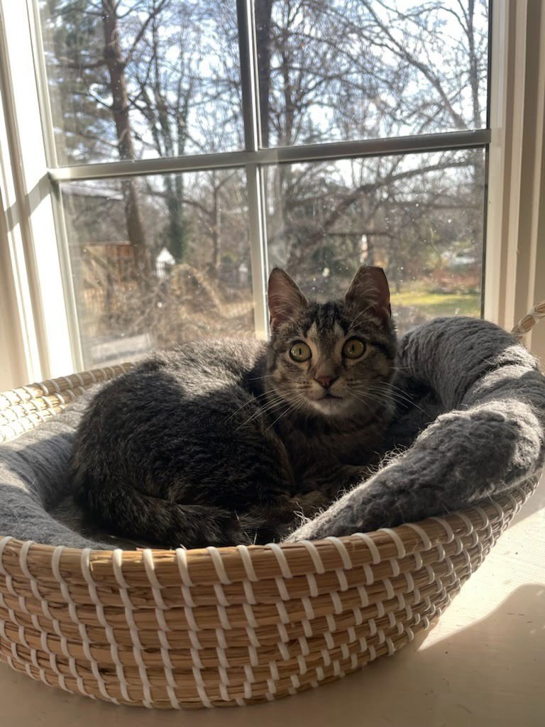 ELVIRA - Domestic Short Hair available for adoption