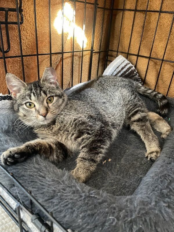 ELVIRA - Domestic Short Hair available for adoption