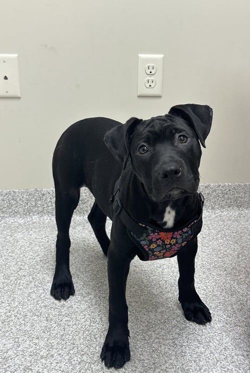 RAVEN - Pit Bull Terrier for adoption in Lancaster