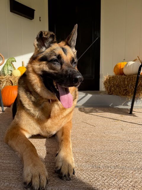 KOBE - German Shepherd Dog for adoption in Lancaster