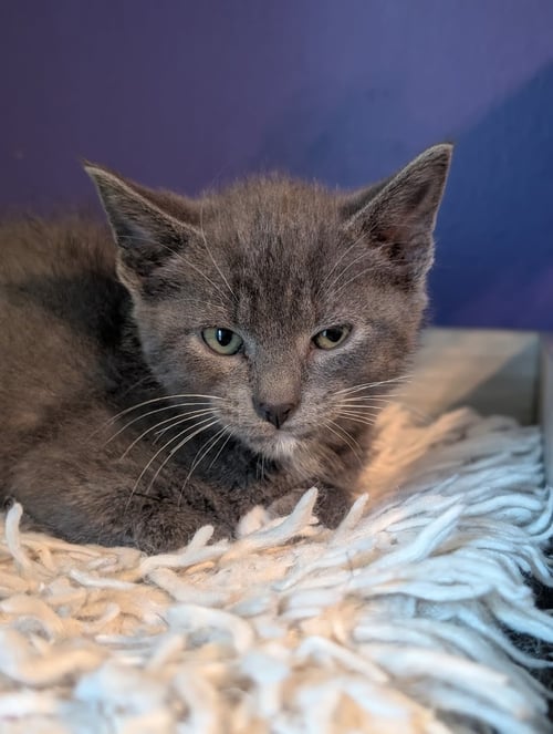 BEATRICE - Domestic Short Hair available for adoption