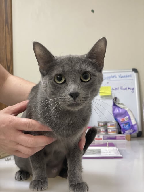 LORALEI - Domestic Short Hair available for adoption