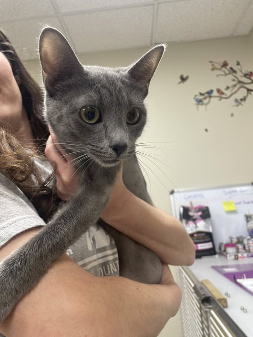 LORALEI - Domestic Short Hair available for adoption