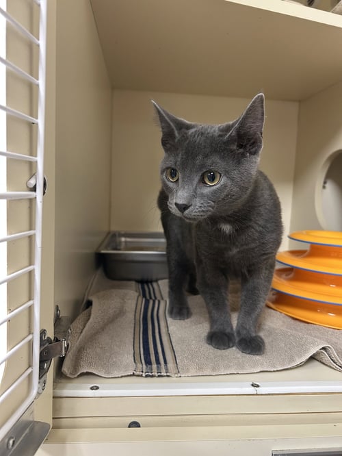 PATTON - Domestic Short Hair for adoption in Lancaster