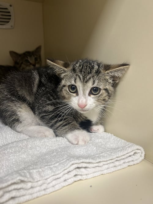 TEXAS - Domestic Short Hair available for adoption