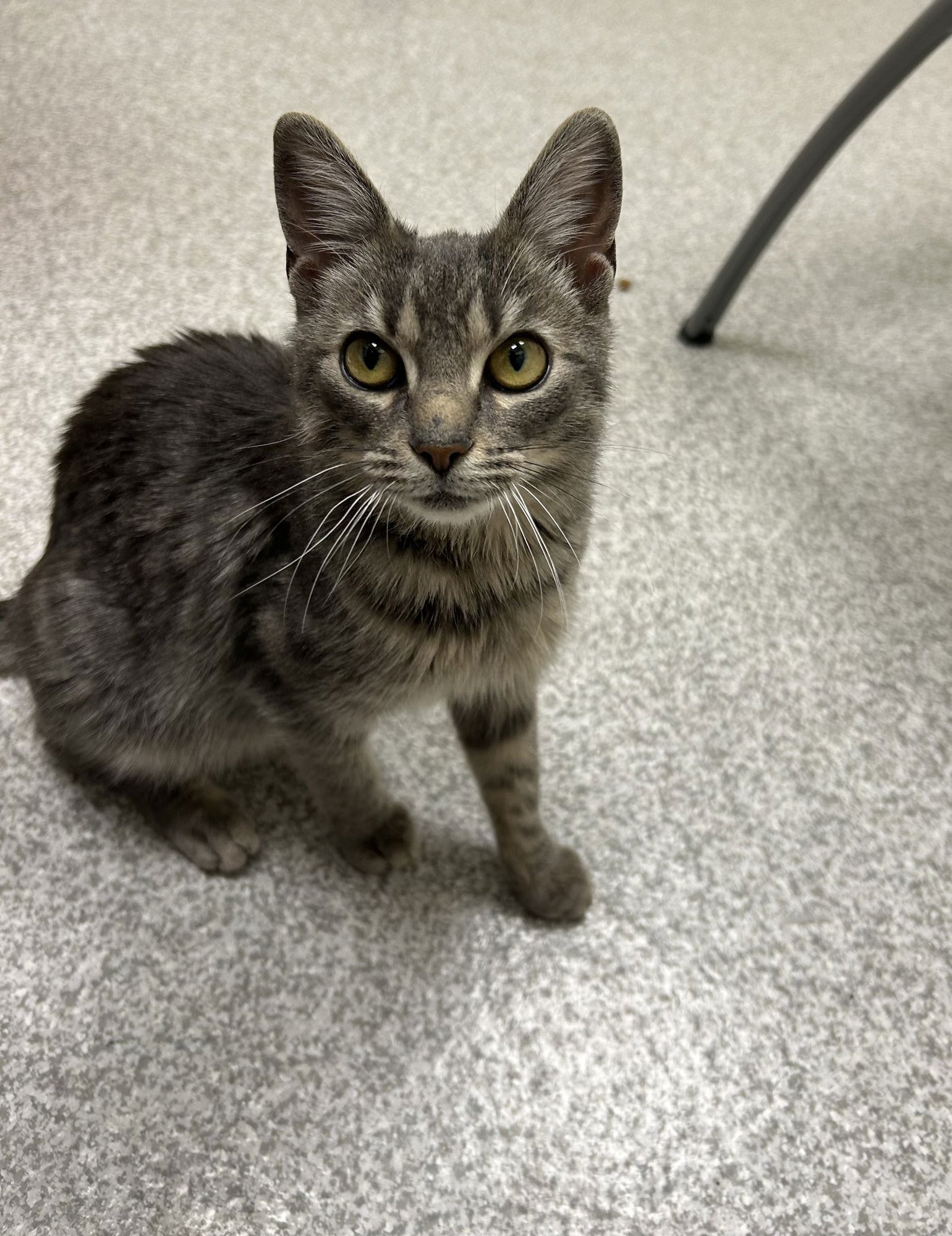 SARAH - Domestic Short Hair available for adoption