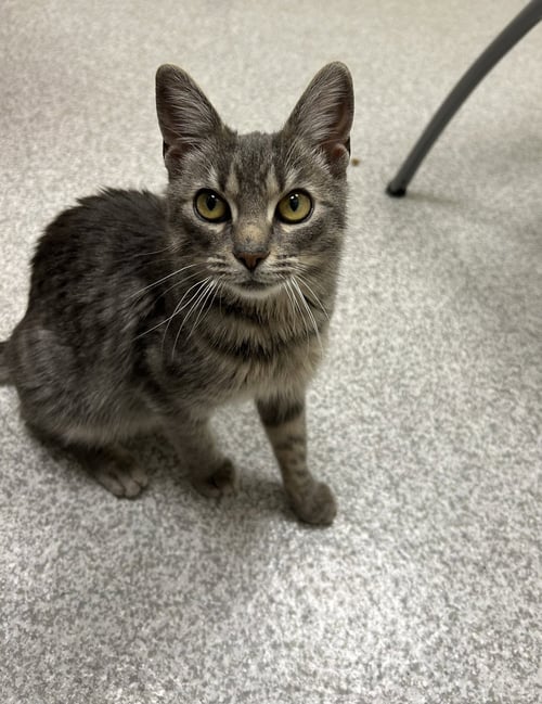 SARAH - Domestic Short Hair available for adoption