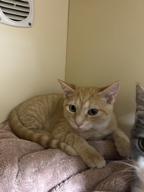 BOB - Domestic Short Hair for adoption in Lancaster