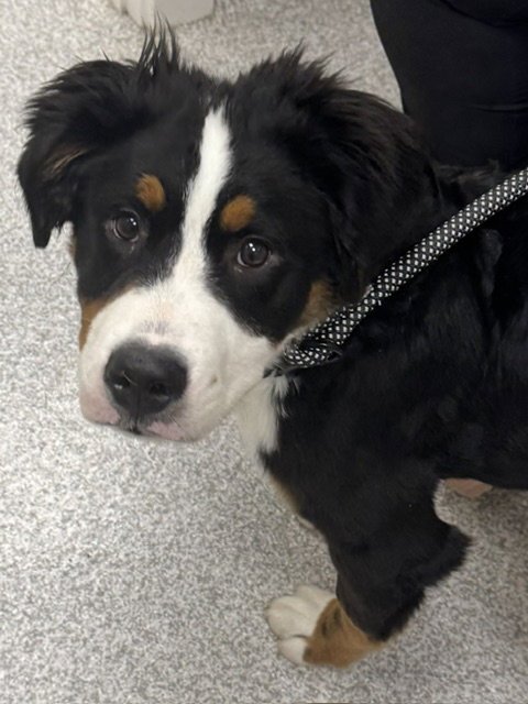 MOOSE MOO MOO - Bernese Mountain Dog available for adoption