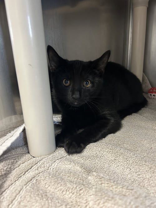 PIEROGI - Domestic Short Hair available for adoption