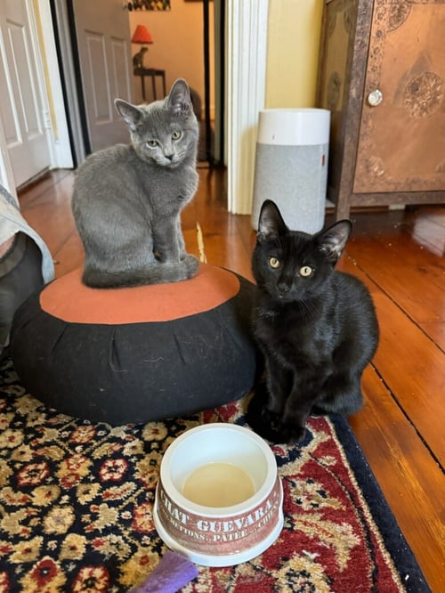 PIEROGI - Domestic Short Hair available for adoption