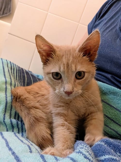 GARFIELD (CREAM) - Domestic Short Hair available for adoption