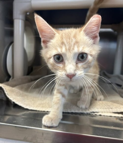 BLEUE - Domestic Short Hair for adoption in Lancaster