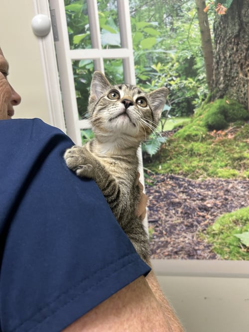 YOSHI - Domestic Short Hair available for adoption
